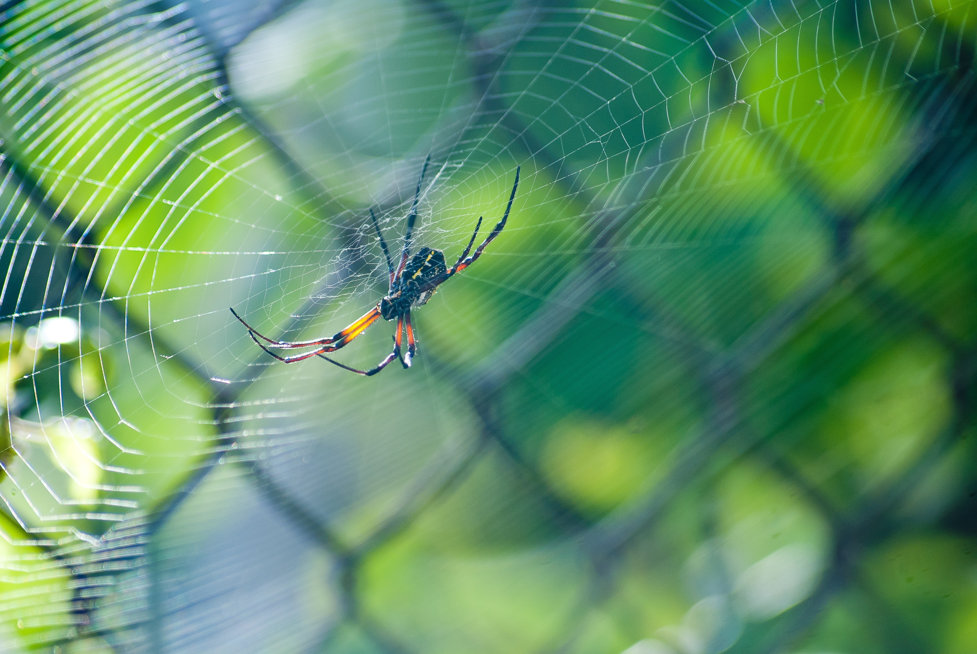 Spiders in the Workplace